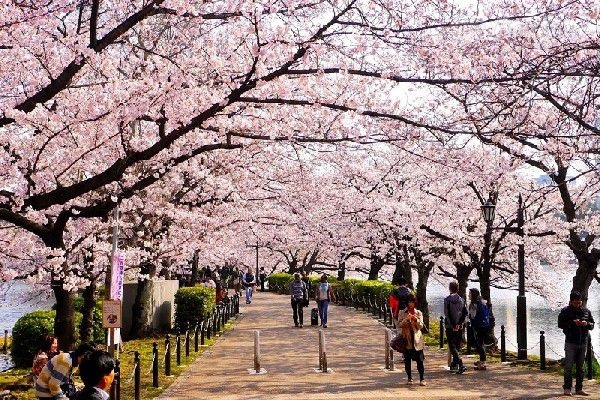 CUNG ĐƯỜNG VÀNG NHẬT BẢN MÙA HOA SAKURA