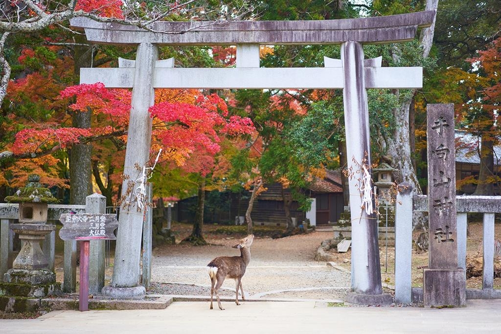 CUNG ĐƯỜNG VÀNG NHẬT BẢN MÙA HOA SAKURA