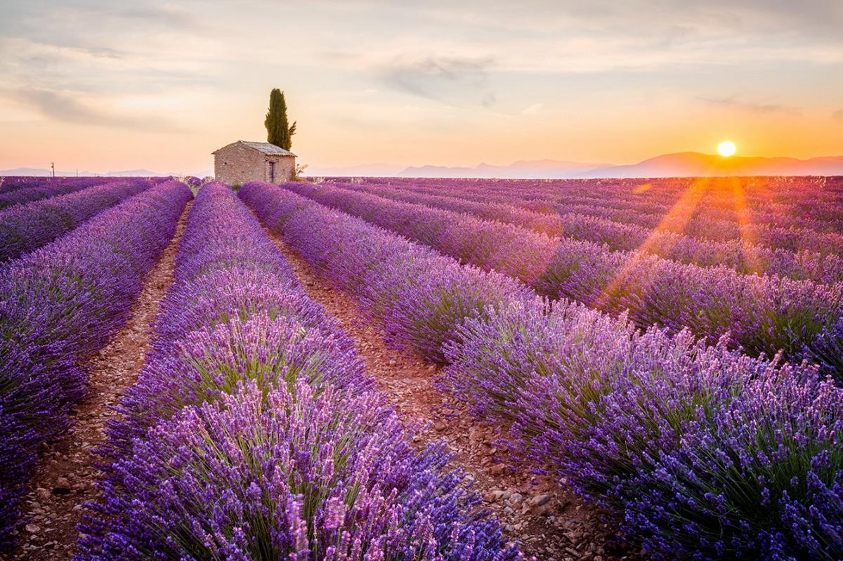 SẮC TÍM LAVENDER &  KHÁM PHÁ ĐIỂM CỰC TÂY CỦA CHÂU ÂU