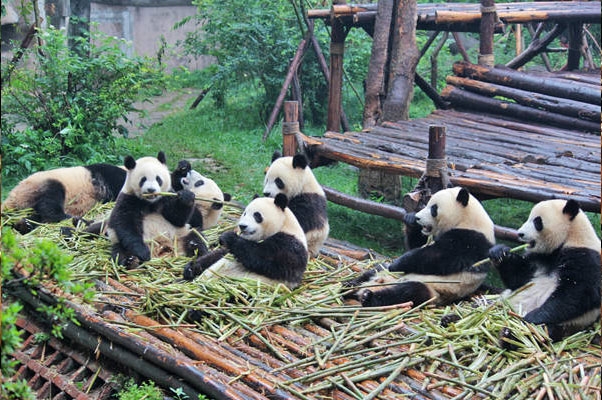 CÔNG VIÊN GẤU TRÚC THÀNH ĐÔ - CỬU TRẠI CÂU - TRANG VIỆN VẠN HOA