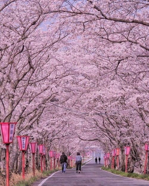 NHẬT BẢN HOA ANH ĐÀO 2026 (KHƠI HÀNH DUY NHẤT NGÀY 30/3)