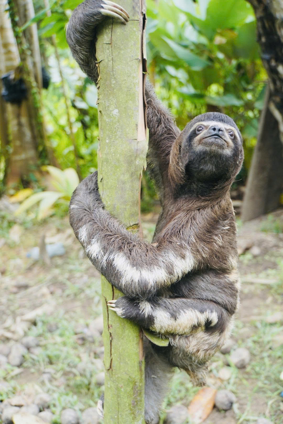 CHƯƠNG TRÌNH TOUR ĐẶC BIỆT: QUẦN ĐẢO NGOÀI HÀNH TINH GALAPAGOS VÀ 1 TRONG 7 KỲ QUAN THIÊN NHIÊN THẾ GIỚI SÔNG AMAZON