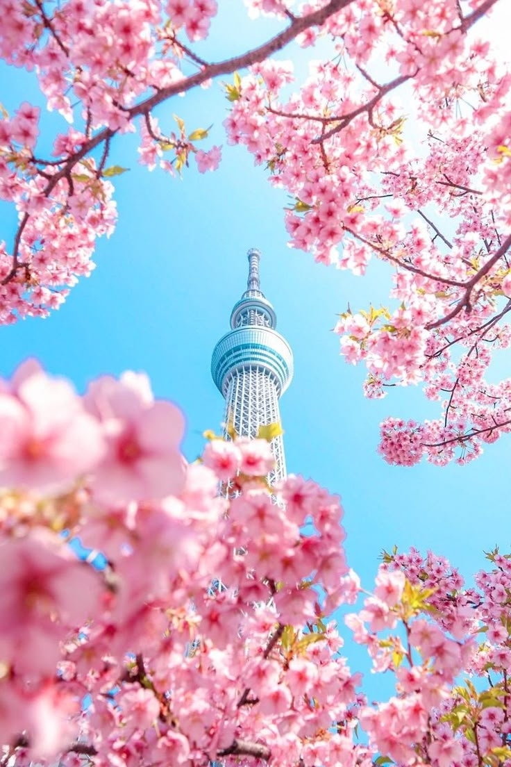 HÀN QUỐC MÙA HOA  ANH ĐÀO 2026