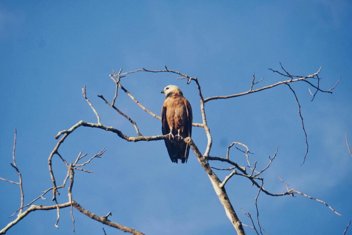 CHƯƠNG TRÌNH TOUR ĐẶC BIỆT: QUẦN ĐẢO NGOÀI HÀNH TINH GALAPAGOS VÀ 1 TRONG 7 KỲ QUAN THIÊN NHIÊN THẾ GIỚI SÔNG AMAZON