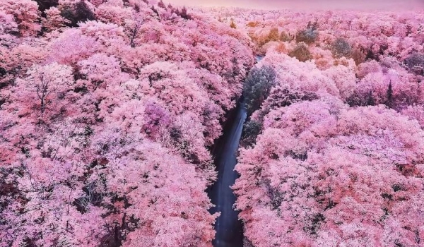 NHẬT BẢN HOA ANH ĐÀO 2026