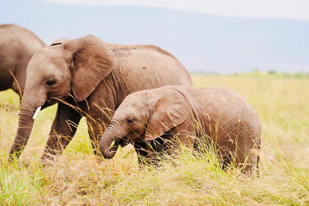 KHÁM PHÁ TRÁI TIM CỦA CHÂU PHI