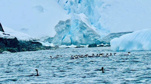 HÀNH TRÌNH THÁM HIỂM - VẺ ĐẸP NGOẠN MỤC CHÂU NAM CỰC 2026
