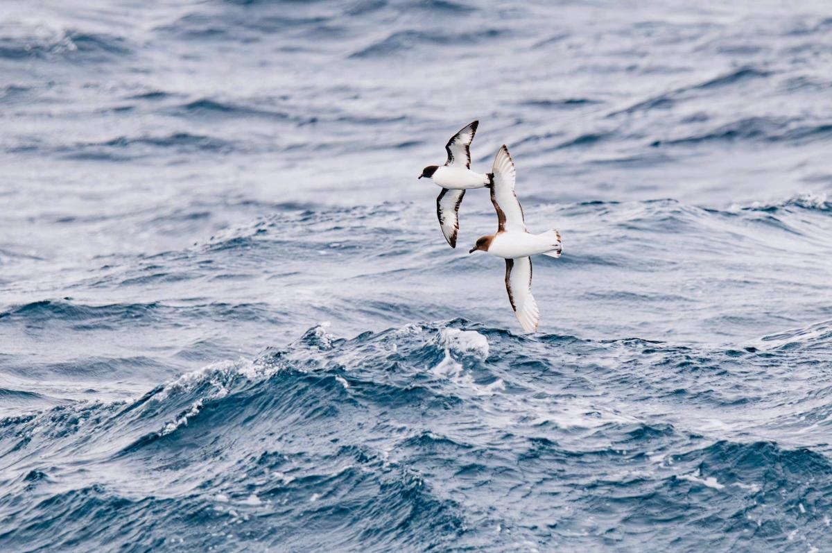 HÀNH TRÌNH THÁM HIỂM - VẺ ĐẸP NGOẠN MỤC CHÂU NAM CỰC 2026